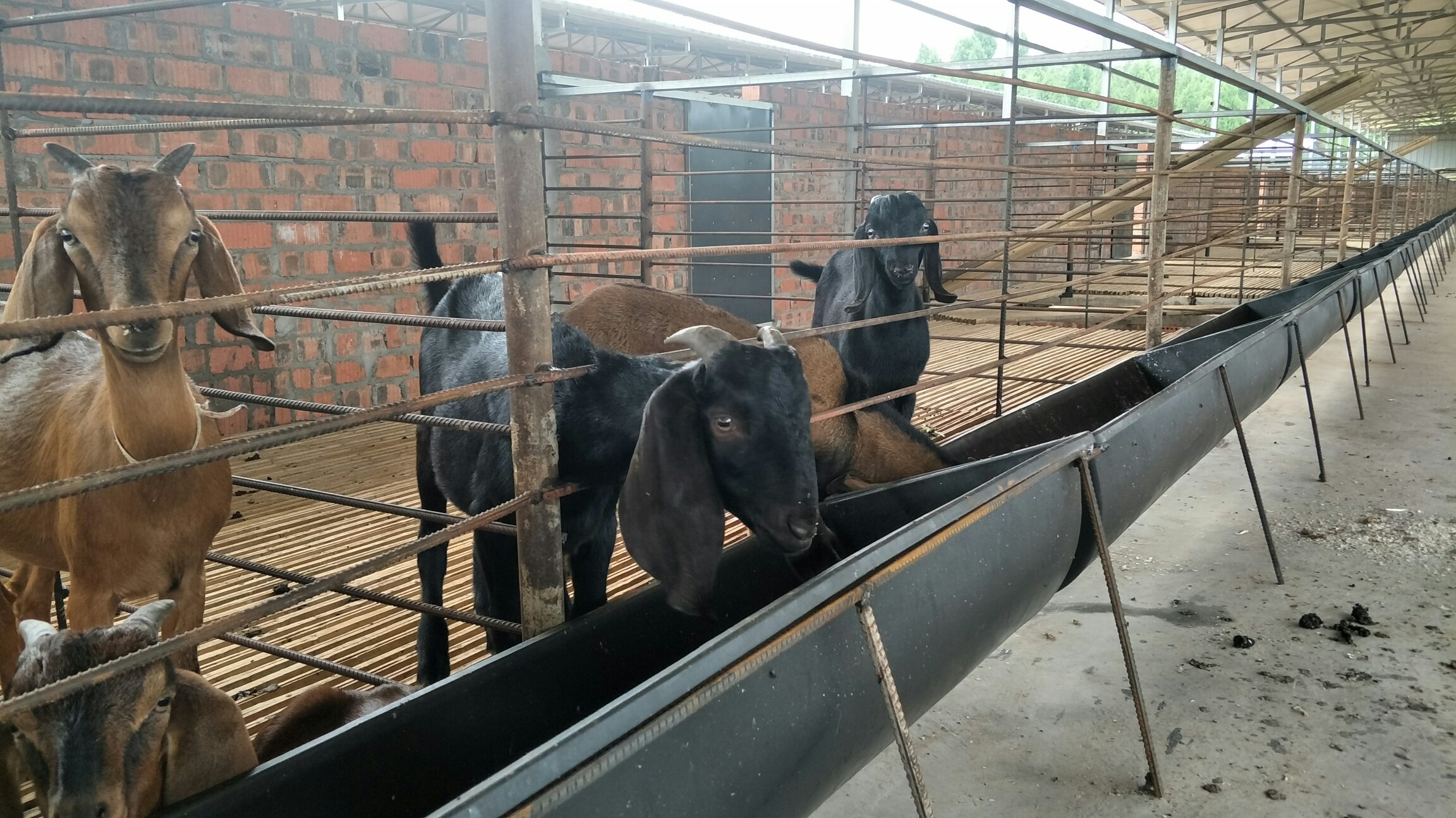 [肉羊批发]正宗优质简阳大耳羊_最大可长300斤价格1800.