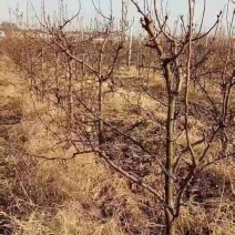 梨树
