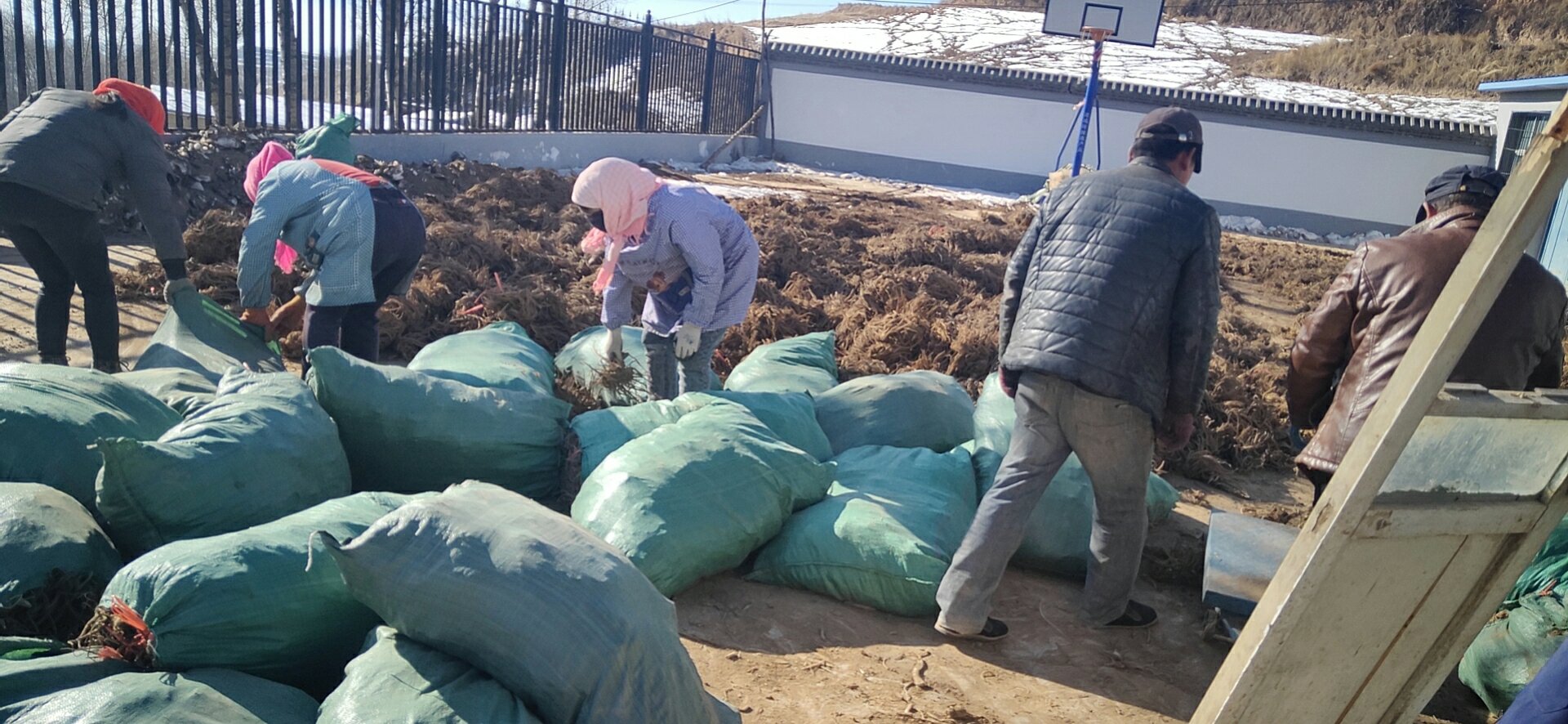 当归地苗前喷洒除草剂现场图