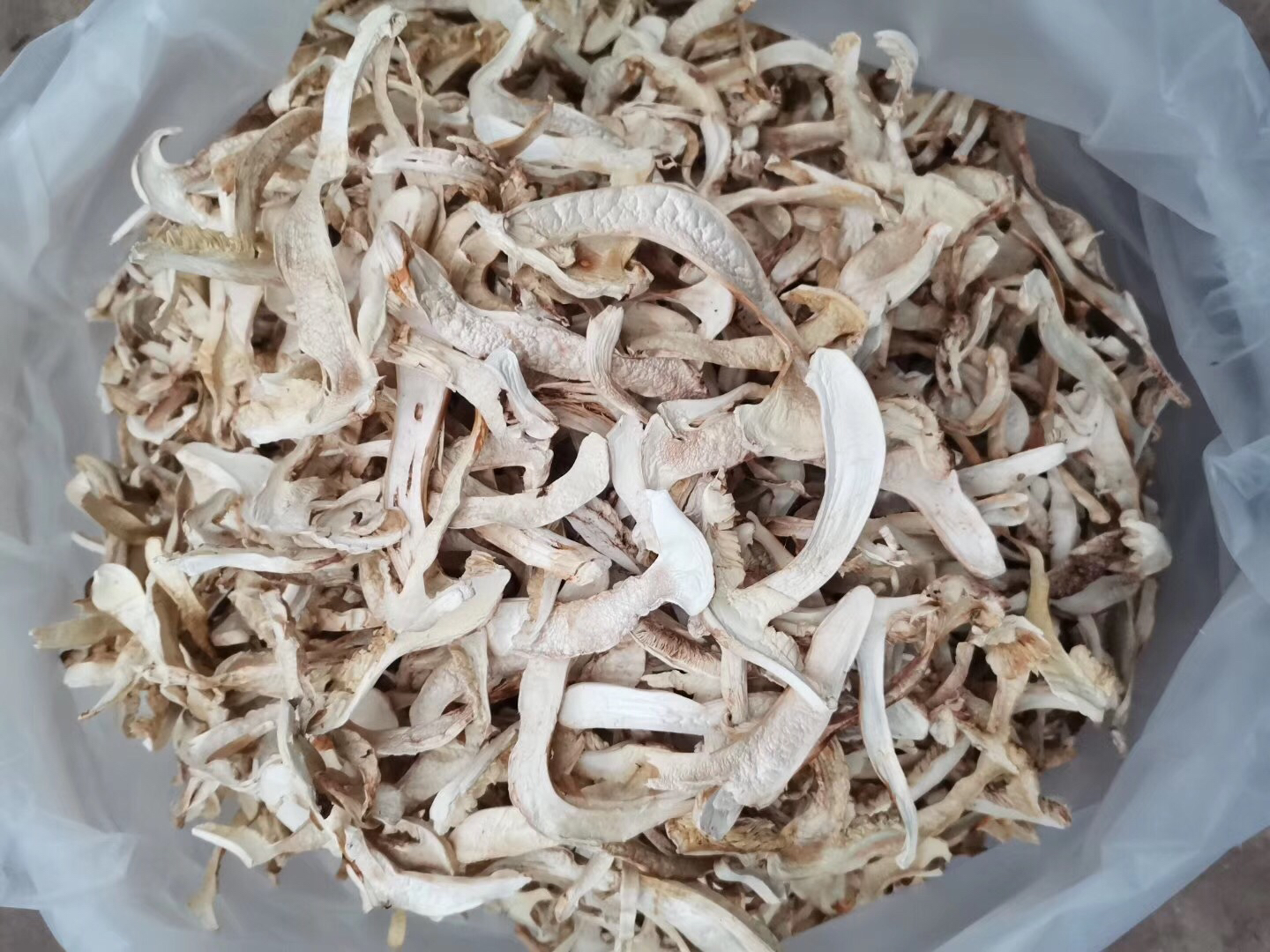 白松茸整体呈现白色或淡白色,菌盖圆润,菌柄笔直,表面光滑,散发淡淡松香味 白松茸特写