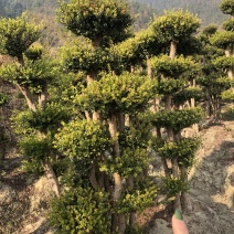 赤楠桩