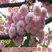 菊樱树苗日本樱花苗阳光樱美少女樱花品种樱花苗