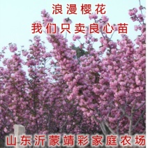 浪漫樱花苗品种樱花苗南北方种植盆栽地栽樱花苗
