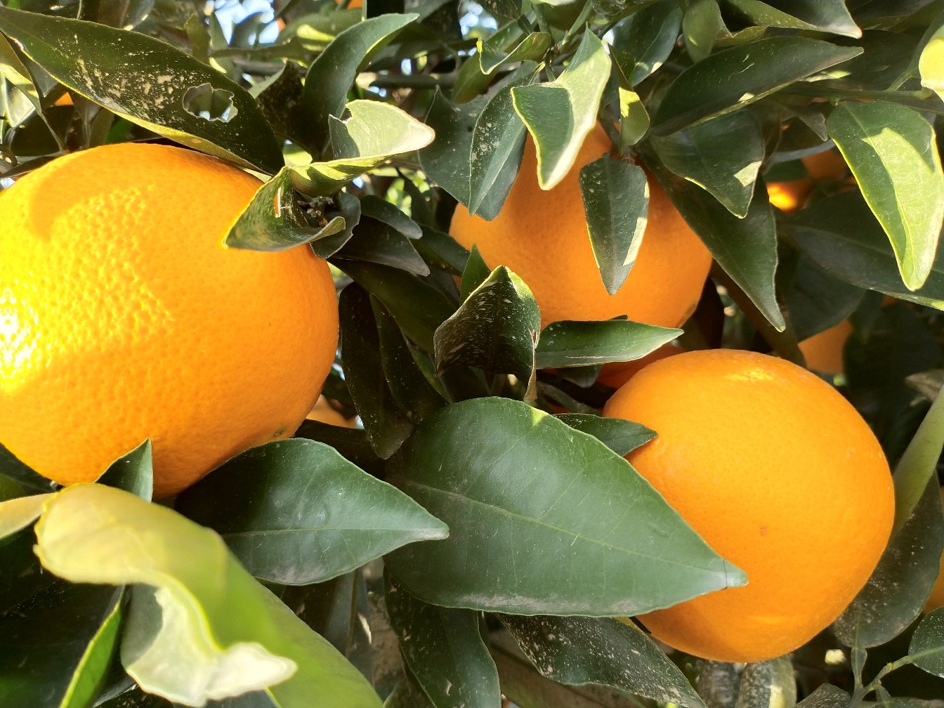 [脐橙批发]脐橙,奉节脐橙,奉节县脐橙长江边生长,精品72一1脐橙价格1.