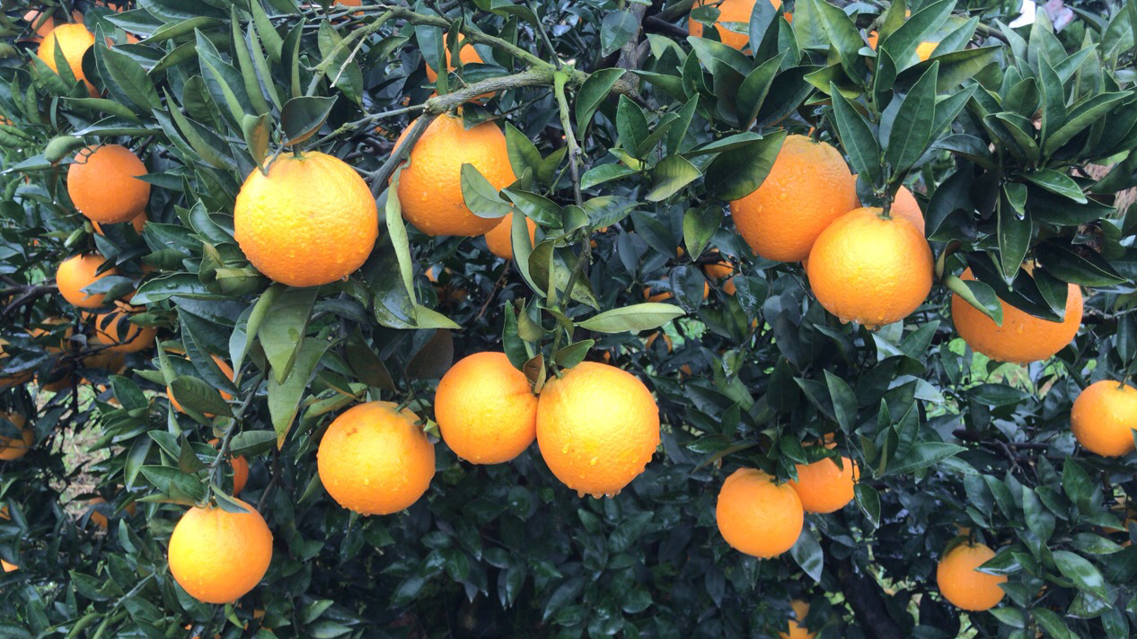 金橙一号果园实景