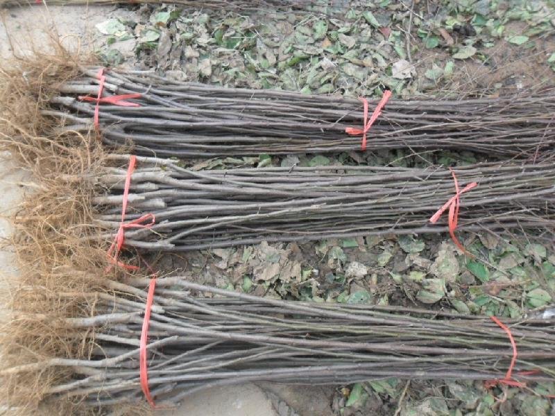 国光苹果树苗定植现场,工人正在回填土壤并覆盖地膜 国光苹果树苗定植现场