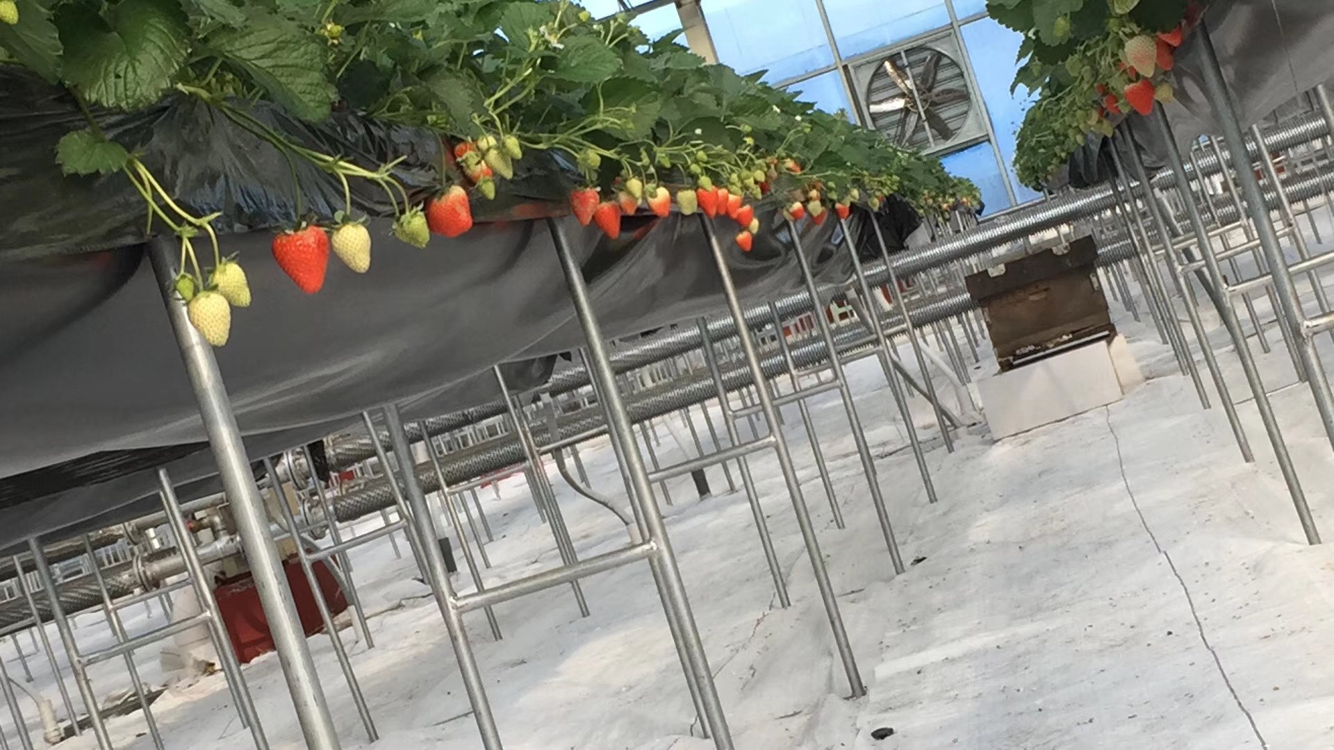 甜宝草莓成熟果园全景