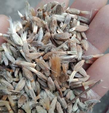 [白术批发]白术籽价格10.00元/斤 - 一亩田