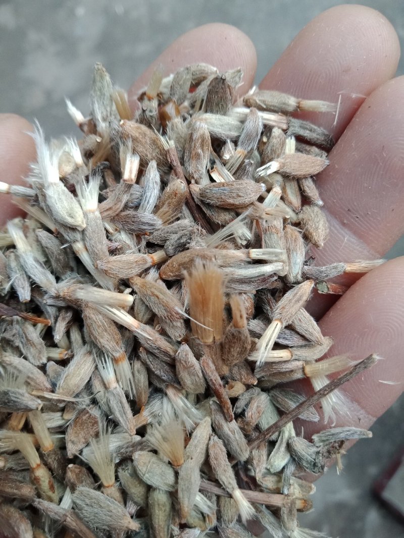 白术籽