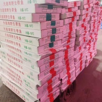 海鲜批发大连当地刀鱼肉质鲜美，价格优惠