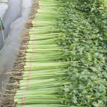 代收各种蔬菜