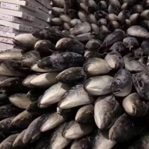金枪鱼