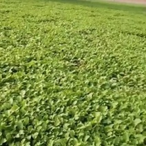 雪里红腊菜