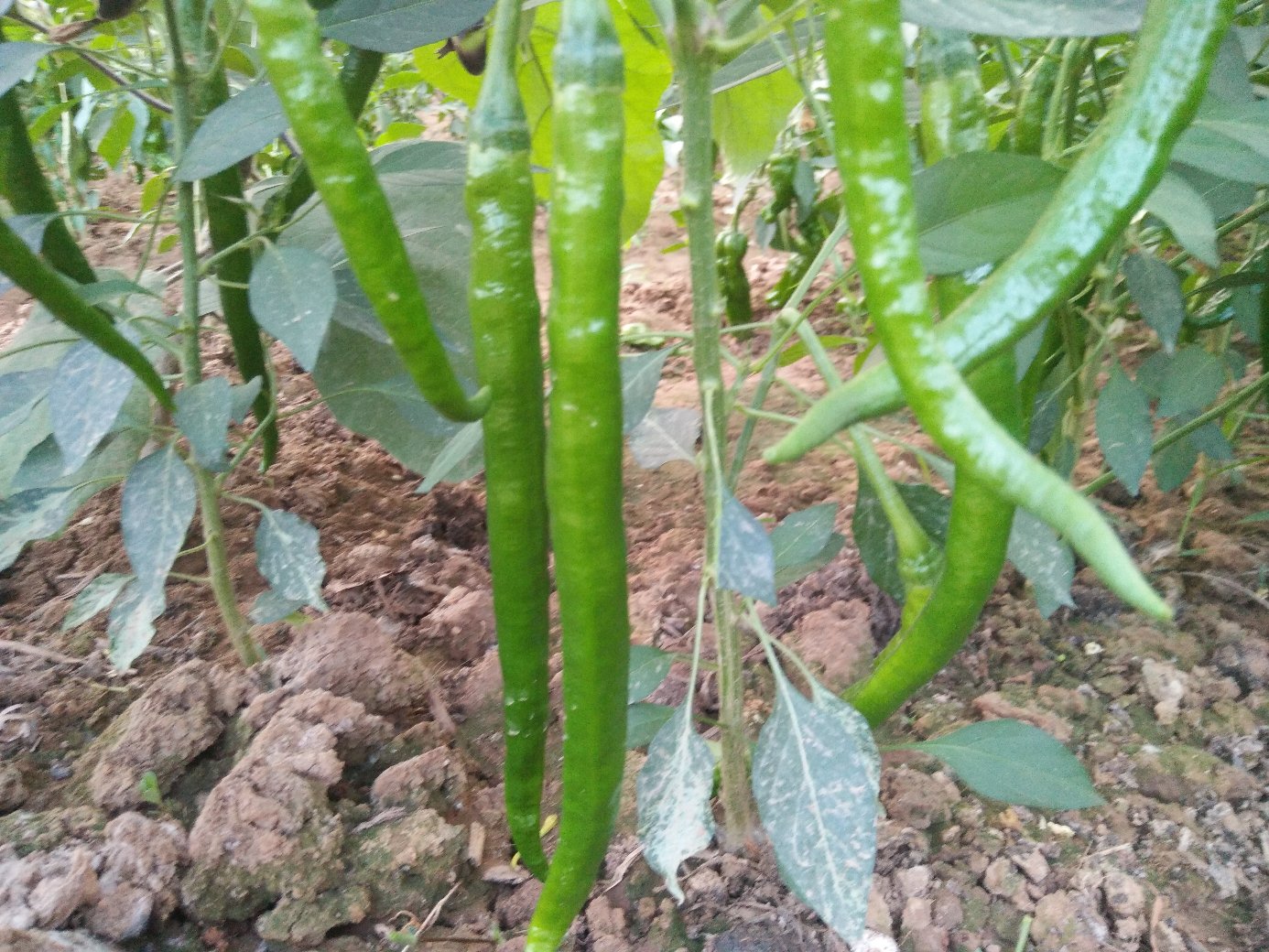 线椒植株生长实景图