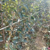 基地直供优质苹果苗，有鲁丽，维纳斯黄金，烟富8号，10号