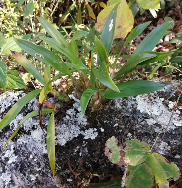 [石斛批发]野生黄草价格100.00元/斤 - 一亩田