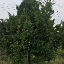 竹柏