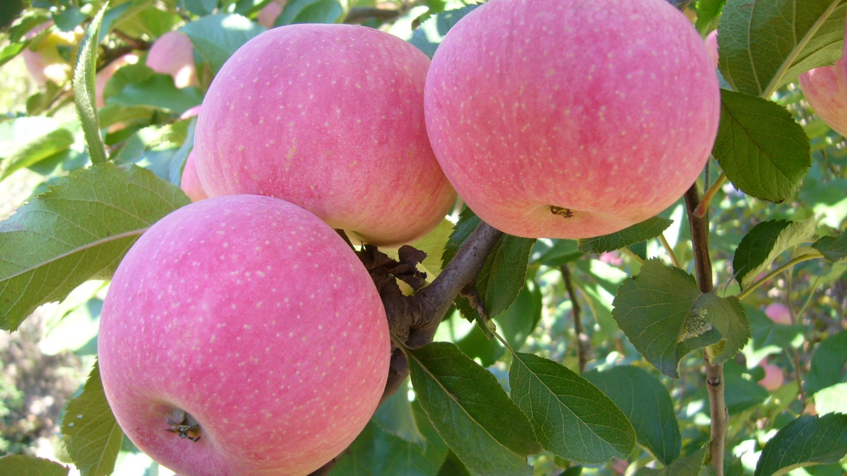 一颗成熟饱满的国光苹果,表皮呈绿黄色带有红晕,表面有细腻的果粉,果形圆润略扁,背景为秋季果园落叶环境,光线柔和自然,突出果实的新鲜与质感 国光苹果特写