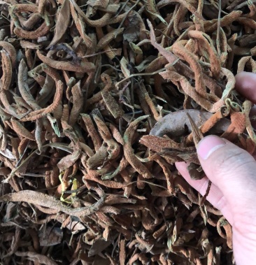 石韦红大石韦广西野生货