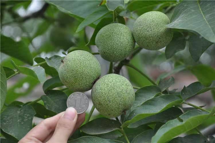 一颗处于膨大期的麻核桃果实,表面可见明显凸起的原始纹路结构,沟壑已初步成型,果皮青绿色有光泽,周围叶片完整无病斑,背景为山地果园环境 麻核桃果实发育中期特写