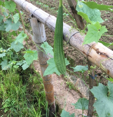 台州特产农家自种新鲜八角丝瓜棱角丝瓜6斤装江浙沪顺丰包邮