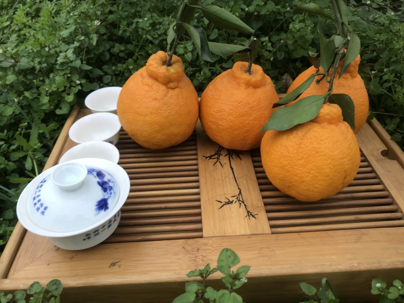 金桔与普洱茶原材料展示:优质金桔与熟普洱茶叶并列摆放,体现天然农产品的原生态美感 金桔与普洱茶原材料展示