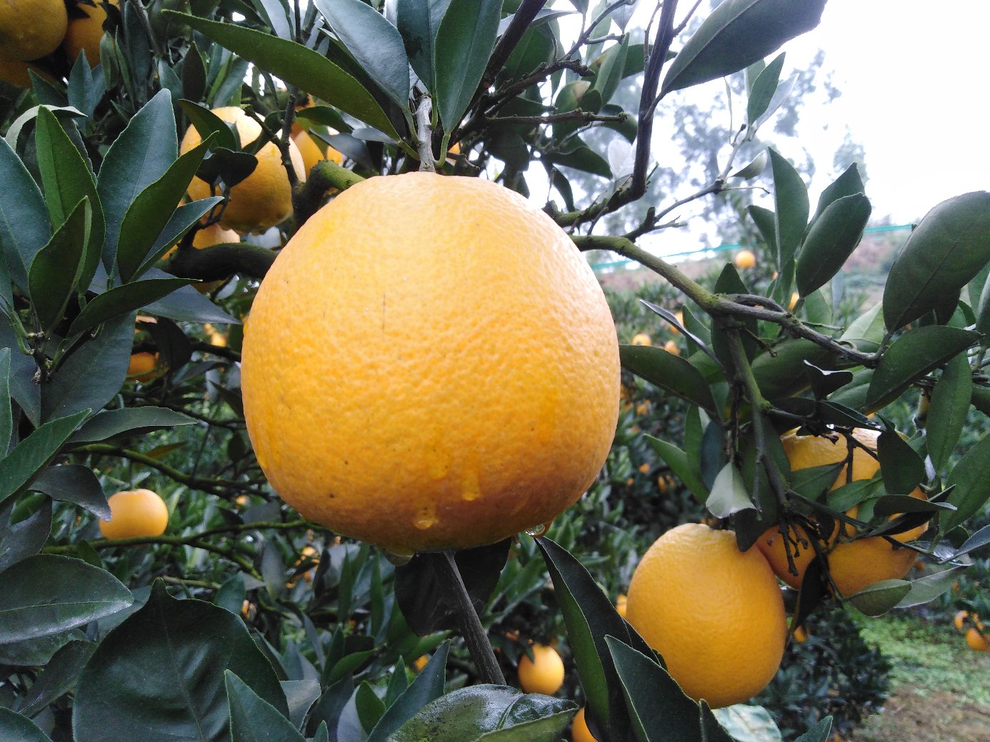 金堂县柑橘果园航拍全景