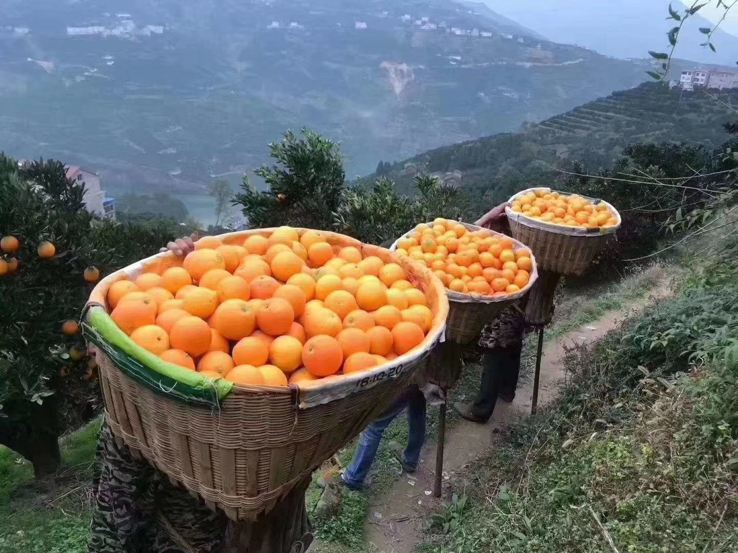 清晨时分,身着民族服饰的果农在四川雷波县顺河乡一处海拔750米的夏橙果园中采摘成熟的高山夏橙。他们使用专业剪刀小心剪下果柄完整的果实,放入竹编背篓中。背景为陡峭山壁与蜿蜒小路,阳光斜照在金黄的果实表面,泛起柔和光泽,体现人与自然和谐共生的传统农耕智慧 果农采摘高山夏橙场景