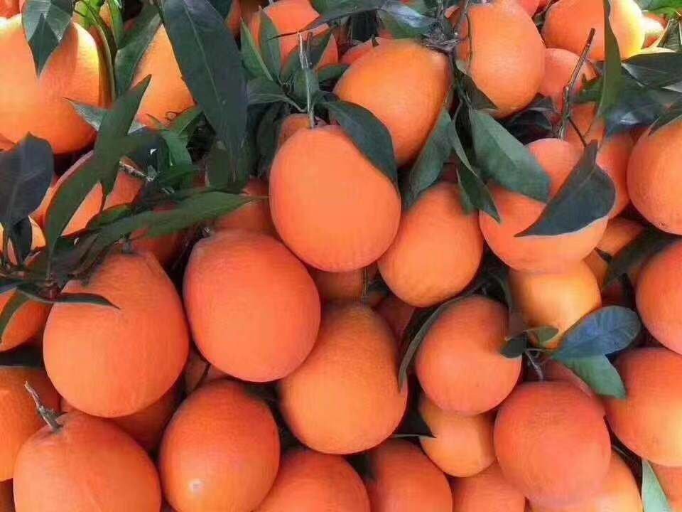 现代化分选包装线