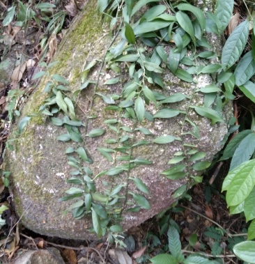 [石柑子批发]石柑子价格100.00元/公斤 - 一亩田