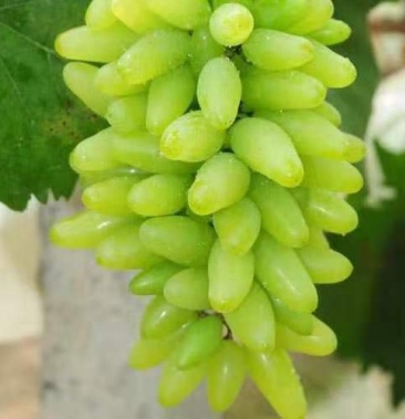 [无核白苗批发]供应优质无核白鸡心,青提,香妃葡萄苗木,昌黎基地直发