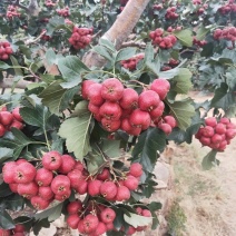 苗圃大量供应大金星山楂苗，2年苗，20公分左右山楂树