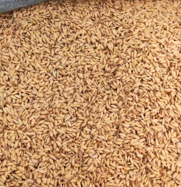 东北二长粒香水稻绥粳18系列香稻