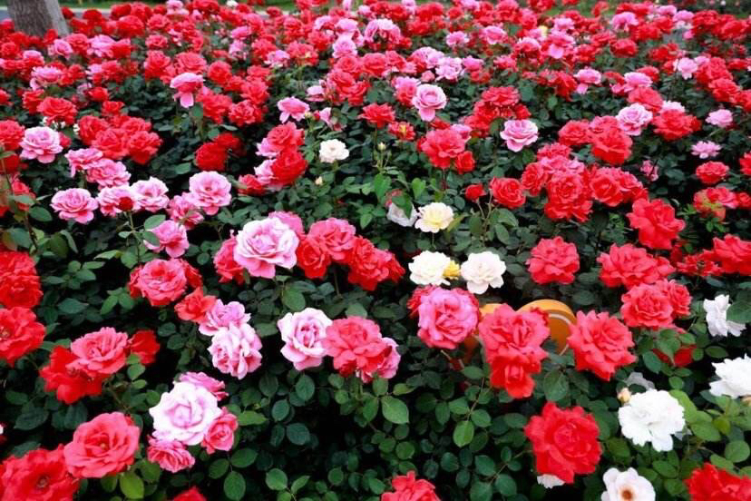 一张横向排列的十种月季特写拼图,每种月季占据一个圆形框,依次标注名称:真宙、龙沙宝石、粉色达芬奇、海神王阿瑞斯、詹森小姐、黄金庆典、玛格丽特王妃、红果汁阳台、冰山、珊瑚果冻;背景为浅灰色网格线,突出花卉色彩差异,便于品种识别 十大勤花月季对比展示图