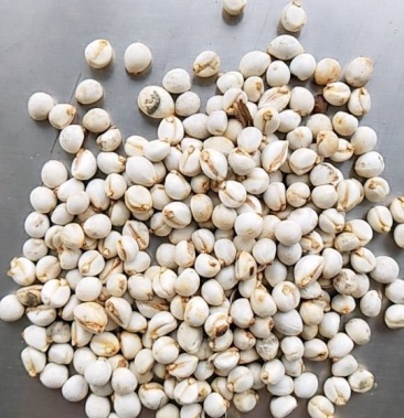 [批发]乌桕子,乌柏籽,木子,发芽率高,产地批发价格2.50元/斤 - 一亩田