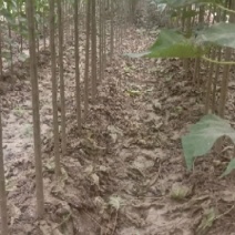 秋树，又极具有观赏价值，