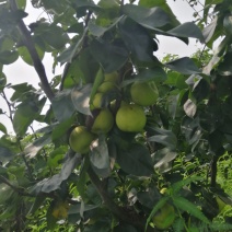 苹果梨树出售