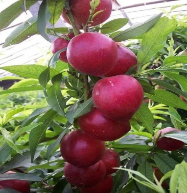 沂蒙映霜红桃树苗巨型冬桃晚熟果大甘甜包接果