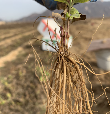 [批发]威灵仙种苗价格0.20元/棵 - 一亩田