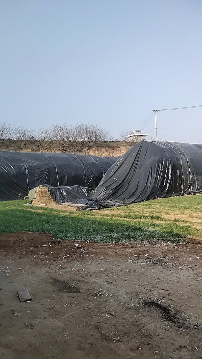 [小麦秸秆批发]陕西宝鸡金台区秸秆类原料 750.00元/吨陕西 _ 一亩田