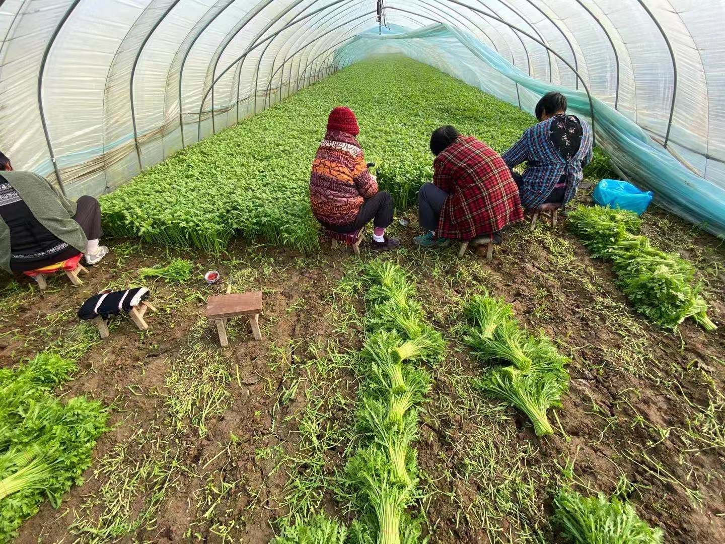 农民正在田间采收成熟的茼蒿,背景为整齐的种植行和采收篮 茼蒿成熟后采收场景