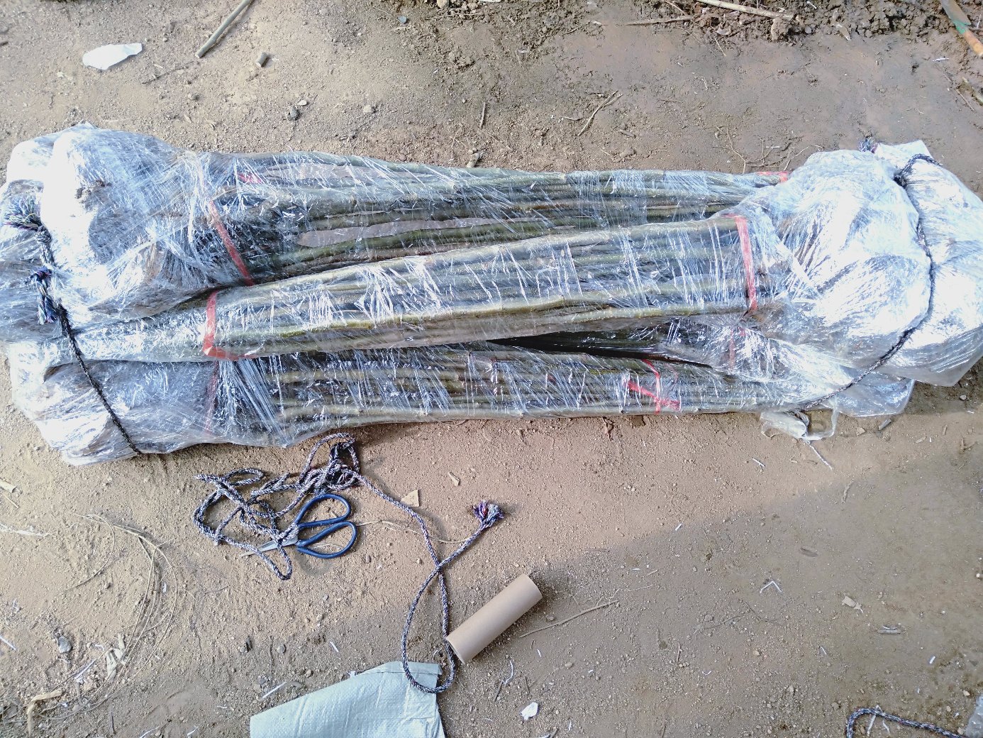 河北迁西滦阳镇标准化育苗基地,农机开沟作业后,工人沿30cm行距手工点播板栗种子,种子平放于沟底,覆土厚度经卡尺校准为5cm,背景可见黑色地膜卷材与滴灌带 迁西板栗种子春季垄作播种现场