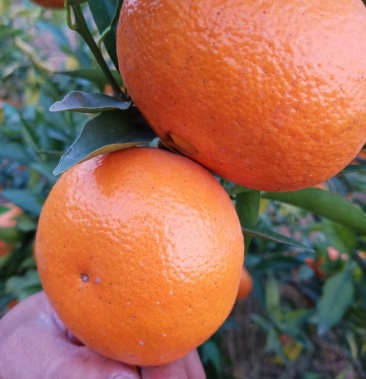 玫瑰香柑大量上市了,75起步1.7块钱一斤