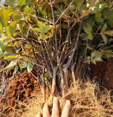 江西中花吴茱萸树苗,种苗茶辣,树衣子苗提供技术包回收成品