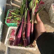 湖北红菜苔红菜心无空心菜苔基地直供