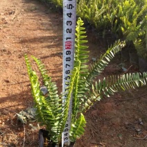 排骨草肾蕨杯苗五斤袋七斤袋东莞基地一手货源