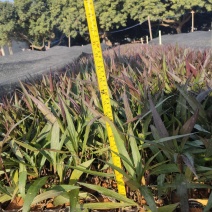 翠芦莉东莞紫花翠芦莉，粉花，大花，五斤七斤大量现货处理