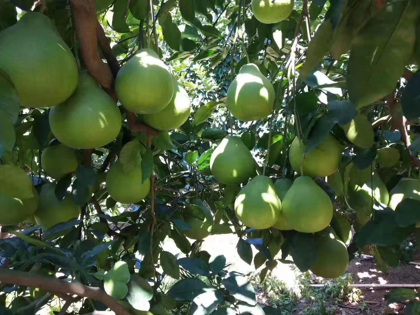 沙田柚果树在阳光下郁郁葱葱