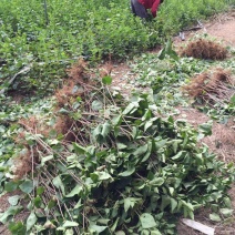 丁香苗丁香树苗丁香花苗庭院种植丁香树丁香
