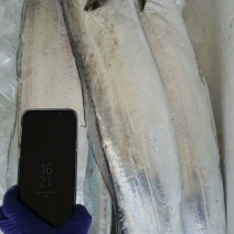 精选海捕野生渤海湾野生刀鱼